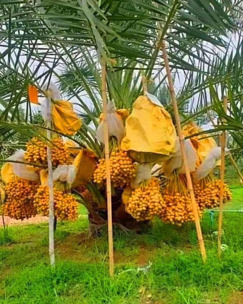 সৌদি খেজুর গাছ
