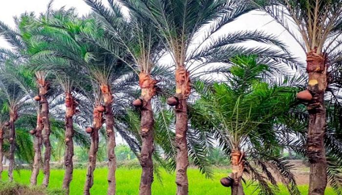 দেশি খেজুর চারা