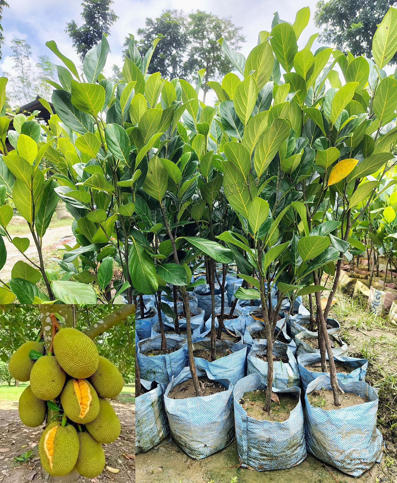 ভিয়েতনাম কাঠাল চারা