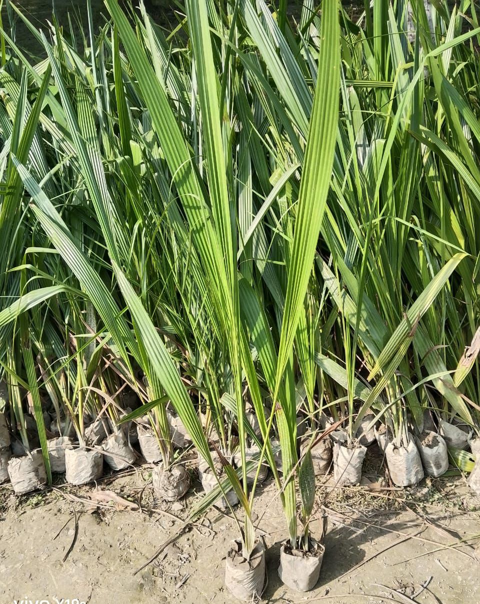 দেশি খেজুর চারা ১০০ পিস Combo