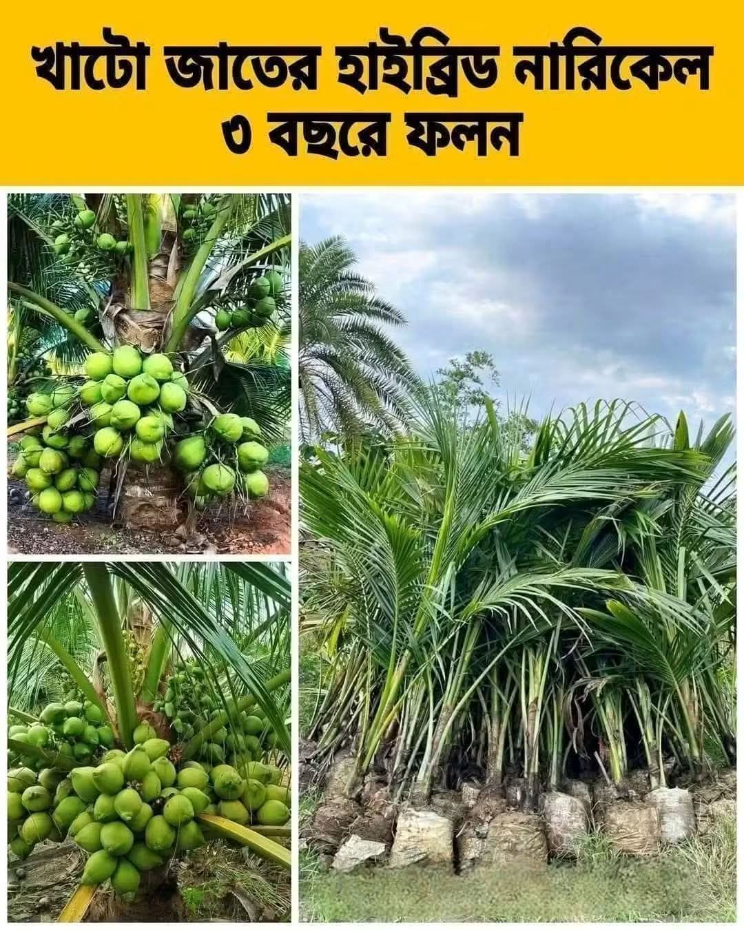 খাটো জাতের হাইব্রিড নারিকেল